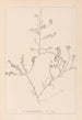 Herbier de la flore française Pl0227 - Louis Antoine Cusin — vy av konstverket