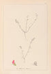 Herbier de la flore française Pl0228 - Louis Antoine Cusin — vy av konstverket