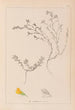 Herbier de la flore française Pl0229 - Louis Antoine Cusin — vy av konstverket