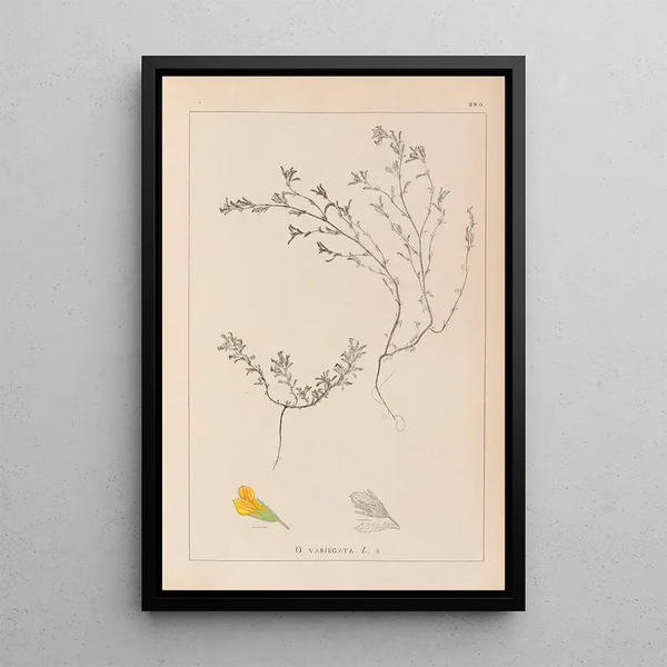 Louis Antoine Cusin - Herbier de la flore franaise Pl0229.webp