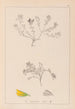Herbier de la flore française Pl0230 - Louis Antoine Cusin — vy av konstverket
