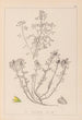 Herbier de la flore française Pl0231 - Louis Antoine Cusin — vy av konstverket