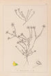 Herbier de la flore française Pl0232 - Louis Antoine Cusin — vy av konstverket