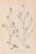 Herbier de la flore française Pl0233 - Louis Antoine Cusin — vy av konstverket