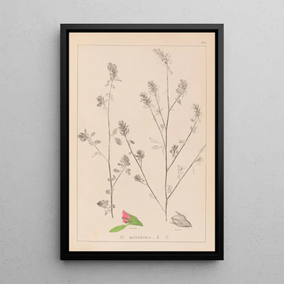 Louis Antoine Cusin - Herbier de la flore franaise Pl0233.webp