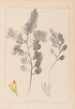 Herbier de la flore française Pl0234 - Louis Antoine Cusin — vy av konstverket