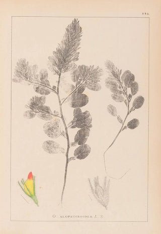 Louis Antoine Cusin - Herbier de la flore franaise Pl0234.webp