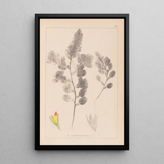 Louis Antoine Cusin - Herbier de la flore franaise Pl0234.webp