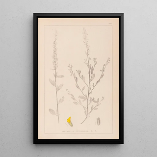 Louis Antoine Cusin - Herbier de la flore franaise Pl0235.webp
