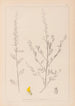 Herbier de la flore française Pl0235 - Louis Antoine Cusin — vy av konstverket