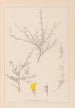 Herbier de la flore française Pl0236 - Louis Antoine Cusin — vy av konstverket