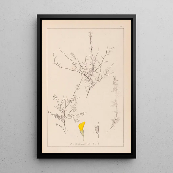 Louis Antoine Cusin - Herbier de la flore franaise Pl0236.webp