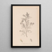 Herbier de la flore française Pl0237 - Louis Antoine Cusin — inramlat konstverk på väggen