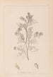 Herbier de la flore française Pl0237 - Louis Antoine Cusin — vy av konstverket