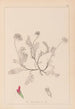 Herbier de la flore française Pl0238 - Louis Antoine Cusin — vy av konstverket