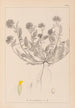 Herbier de la flore française Pl0239 - Louis Antoine Cusin — vy av konstverket