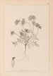 Herbier de la flore française Pl0240 - Louis Antoine Cusin — vy av konstverket