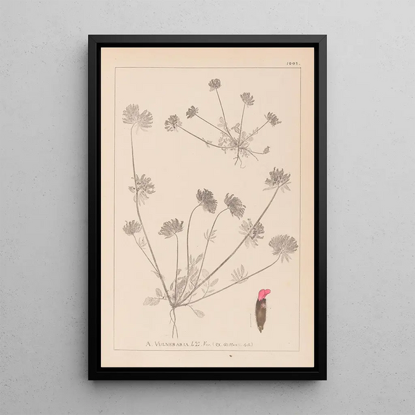 Louis Antoine Cusin - Herbier de la flore franaise Pl0241.webp