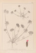 Herbier de la flore française Pl0241 - Louis Antoine Cusin — vy av konstverket