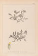 Herbier de la flore française Pl0242 - Louis Antoine Cusin — vy av konstverket
