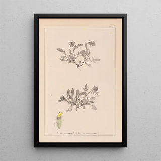 Louis Antoine Cusin - Herbier de la flore franaise Pl0242.webp