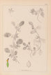 Herbier de la flore française Pl0243 - Louis Antoine Cusin — vy av konstverket