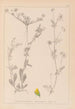 Herbier de la flore française Pl0244 - Louis Antoine Cusin — vy av konstverket