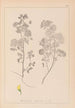 Herbier de la flore française Pl0245 - Louis Antoine Cusin — vy av konstverket