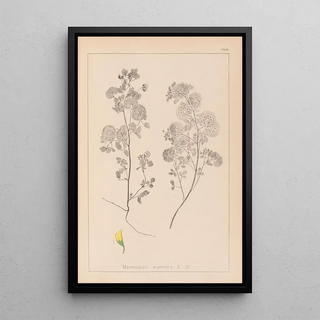 Louis Antoine Cusin - Herbier de la flore franaise Pl0245.webp