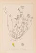 Herbier de la flore française Pl0247 - Louis Antoine Cusin — vy av konstverket