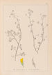 Herbier de la flore française Pl0248 - Louis Antoine Cusin — vy av konstverket