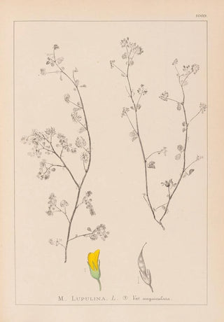 Louis Antoine Cusin - Herbier de la flore franaise Pl0248.webp