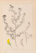 Herbier de la flore française Pl0249 - Louis Antoine Cusin — vy av konstverket