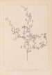 Herbier de la flore française Pl0250 - Louis Antoine Cusin — vy av konstverket