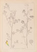 Herbier de la flore française Pl0251 - Louis Antoine Cusin — vy av konstverket
