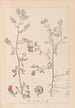 Herbier de la flore française Pl0252 - Louis Antoine Cusin — vy av konstverket