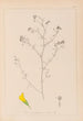Herbier de la flore française Pl0253 - Louis Antoine Cusin — vy av konstverket