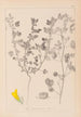 Herbier de la flore française Pl0254 - Louis Antoine Cusin — vy av konstverket
