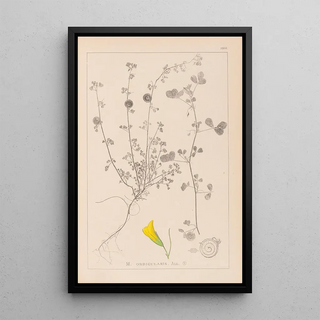 Louis Antoine Cusin - Herbier de la flore franaise Pl0255.webp