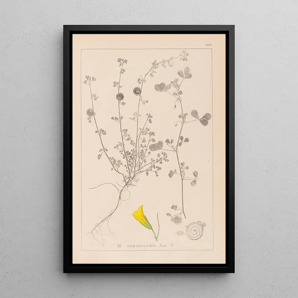 Louis Antoine Cusin - Herbier de la flore franaise Pl0255.webp
