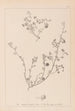 Herbier de la flore française Pl0256 - Louis Antoine Cusin — vy av konstverket