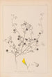 Herbier de la flore française Pl0257 - Louis Antoine Cusin — vy av konstverket