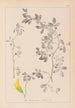 Herbier de la flore française Pl0258 - Louis Antoine Cusin — vy av konstverket