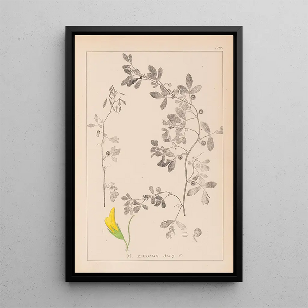 Louis Antoine Cusin - Herbier de la flore franaise Pl0258.webp