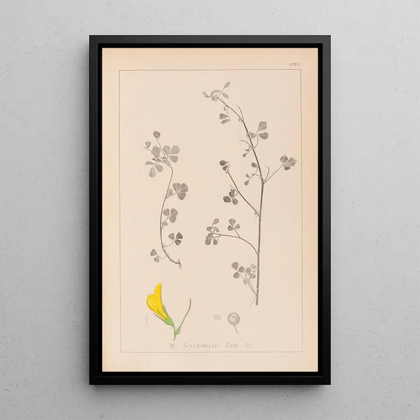 Louis Antoine Cusin - Herbier de la flore franaise Pl0259.webp