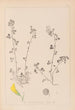 Herbier de la flore française Pl0260 - Louis Antoine Cusin — vy av konstverket