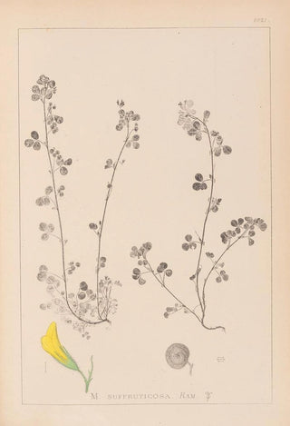 Louis Antoine Cusin - Herbier de la flore franaise Pl0260.webp