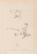 Herbier de la flore française Pl0261 - Louis Antoine Cusin — vy av konstverket
