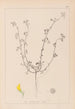 Herbier de la flore française Pl0263 - Louis Antoine Cusin — vy av konstverket