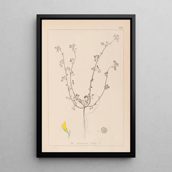 Louis Antoine Cusin - Herbier de la flore franaise Pl0263.webp
